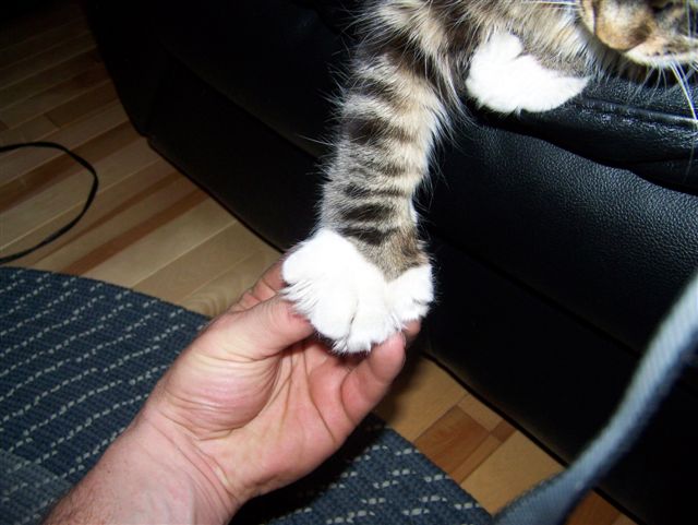 Wait until she grows into these paws!