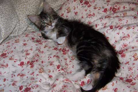 Cheyenne on the big bed.