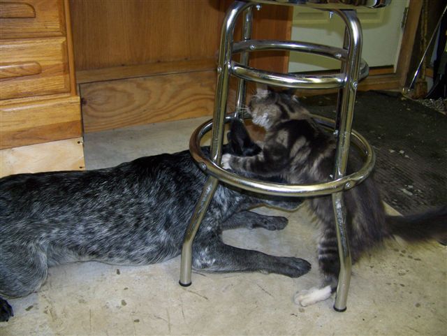 Cheyenne putting the smackdown on Dingo.