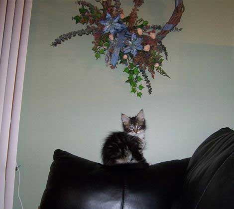 Cheyenne - after being dropped off by Santa on Christmas and taking a look a the flowers she will rip down, the blinds she will scratch to pieces, the Tapestry she will pull down, and the leather couch that she will carve up like a Totem Pole !  