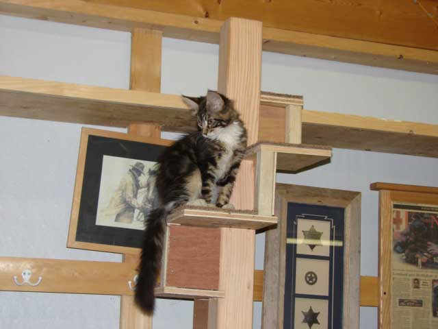 Cheyenne on her stairs.