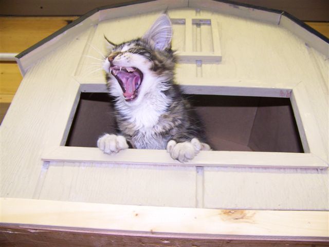 Cheyenne giving a big yawn ...