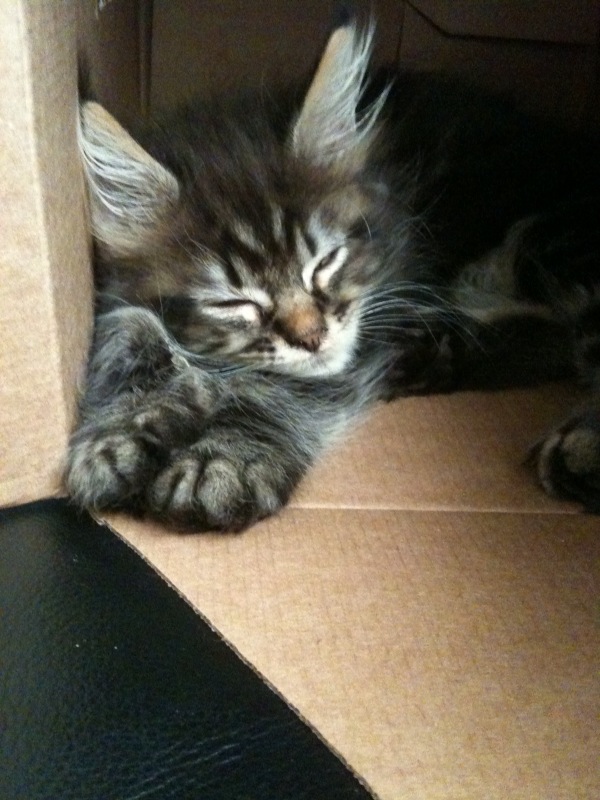 Cody after a hard day in late August 2009.