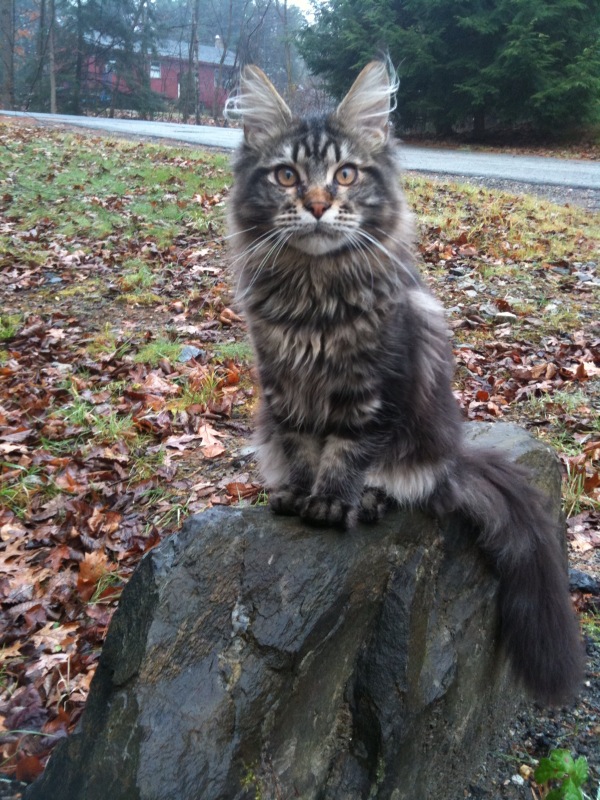Cody surveying his domain.