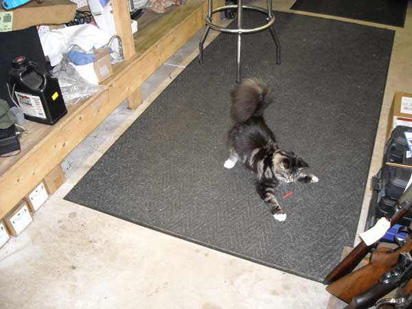 Kaylee chasing the elusive red dot ...