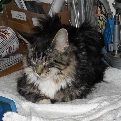 Kaylee taking a catnap on Jimmy's bench...