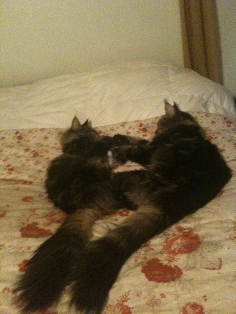 Kaylee and Cody taking a nap ...