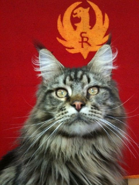 Cody, the Shop Cat on July 2, 2010.