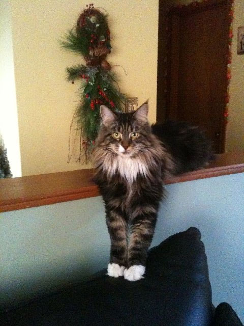 Kaylee on Christmas 2009.